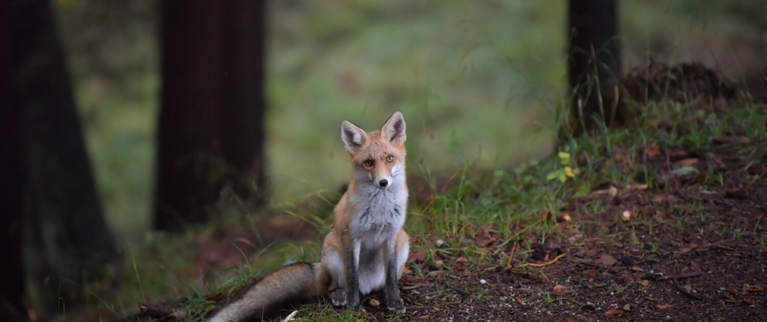 Portrait of a fox (wildlife)
