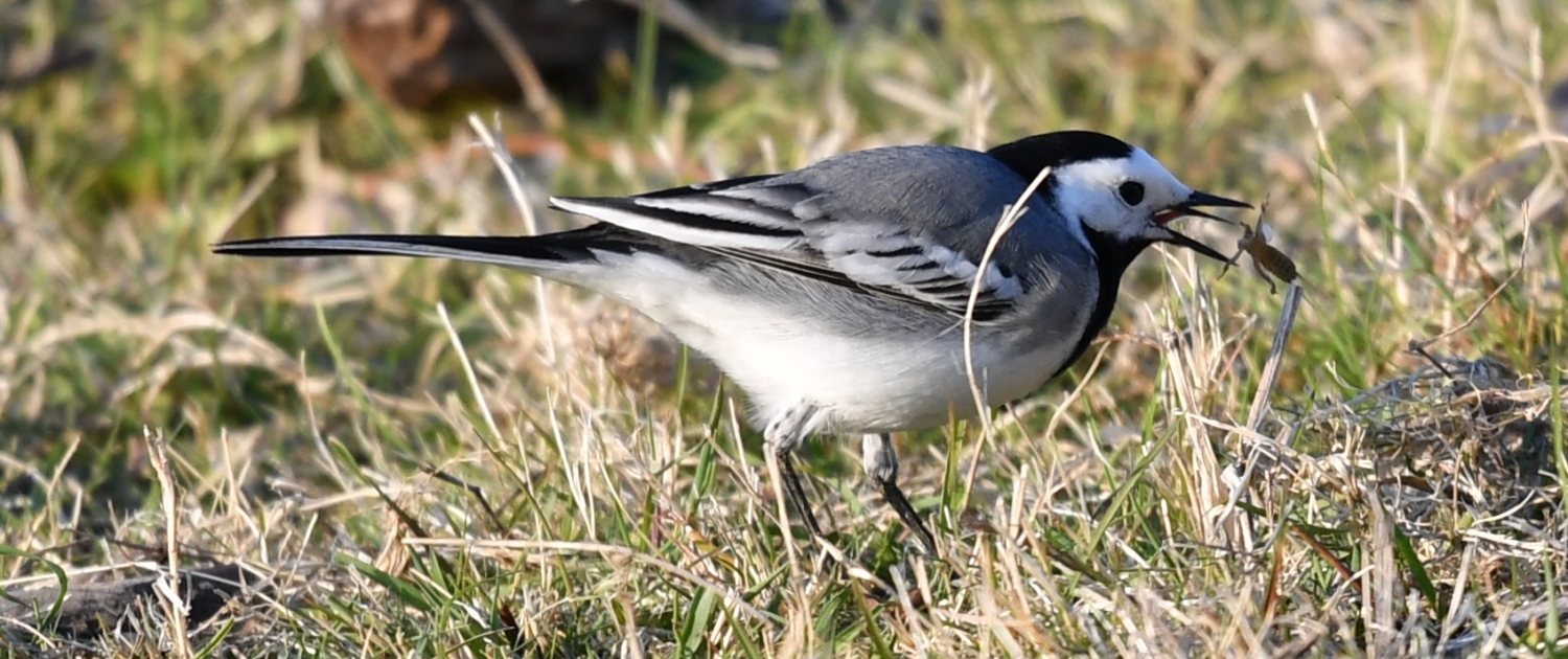White wagtail (wildlife)