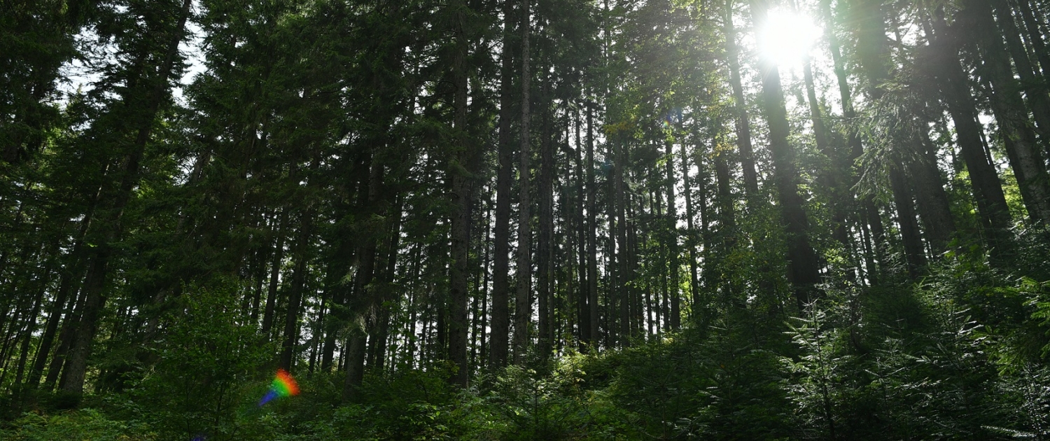 Sunshine through fir trees